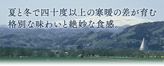 夏と冬で四十度以上の寒暖の差が育む格別な味わいと絶妙な食感。