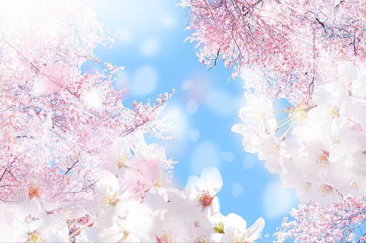 桜