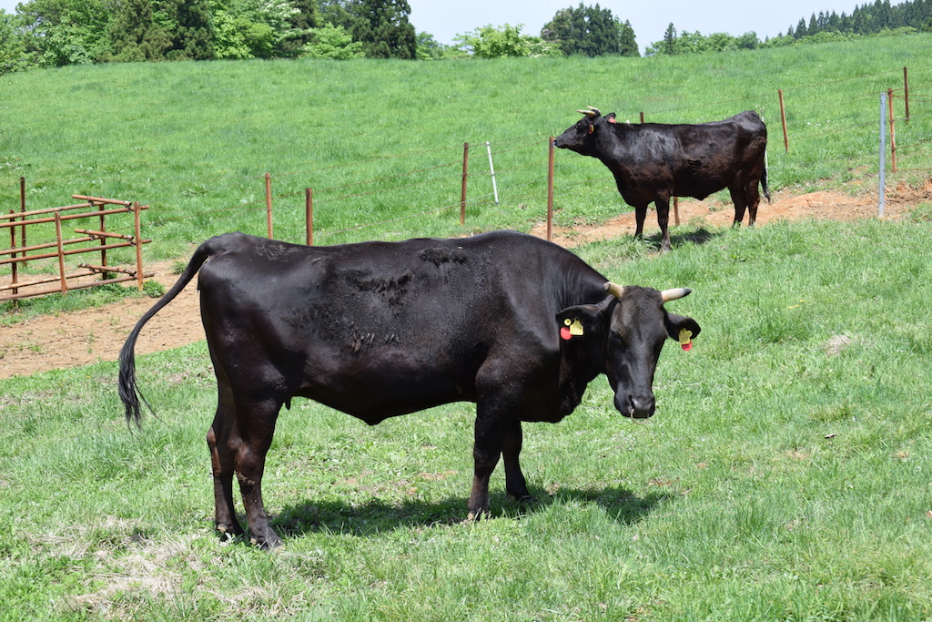 霜降りになりにくいため、柔らかさは和牛のほうが格段に上ですが、乳用種よりは肉質が良い牛です。